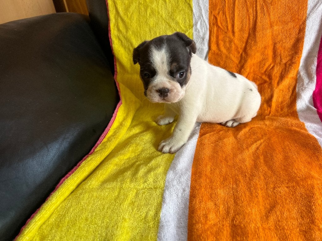 Vijf lieve Franse Bulldog pups te koop aangeboden, Dieren en Toebehoren, 8 tot 15 weken, Meerdere, Meerdere dieren, Nederland