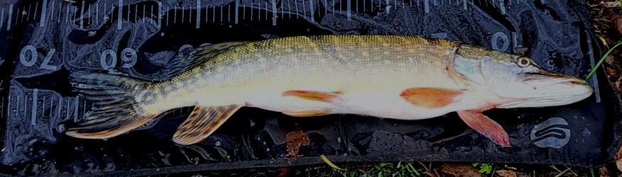 Set FL 1 van 2 snoekstreamers gebonden op een Double Hook, Ophalen, Nieuw, Complete set