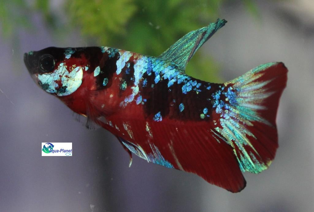 Betta - Koi Nemo, Dieren en Toebehoren, Vissen | Aquariumvissen, Zoetwatervis, Vis