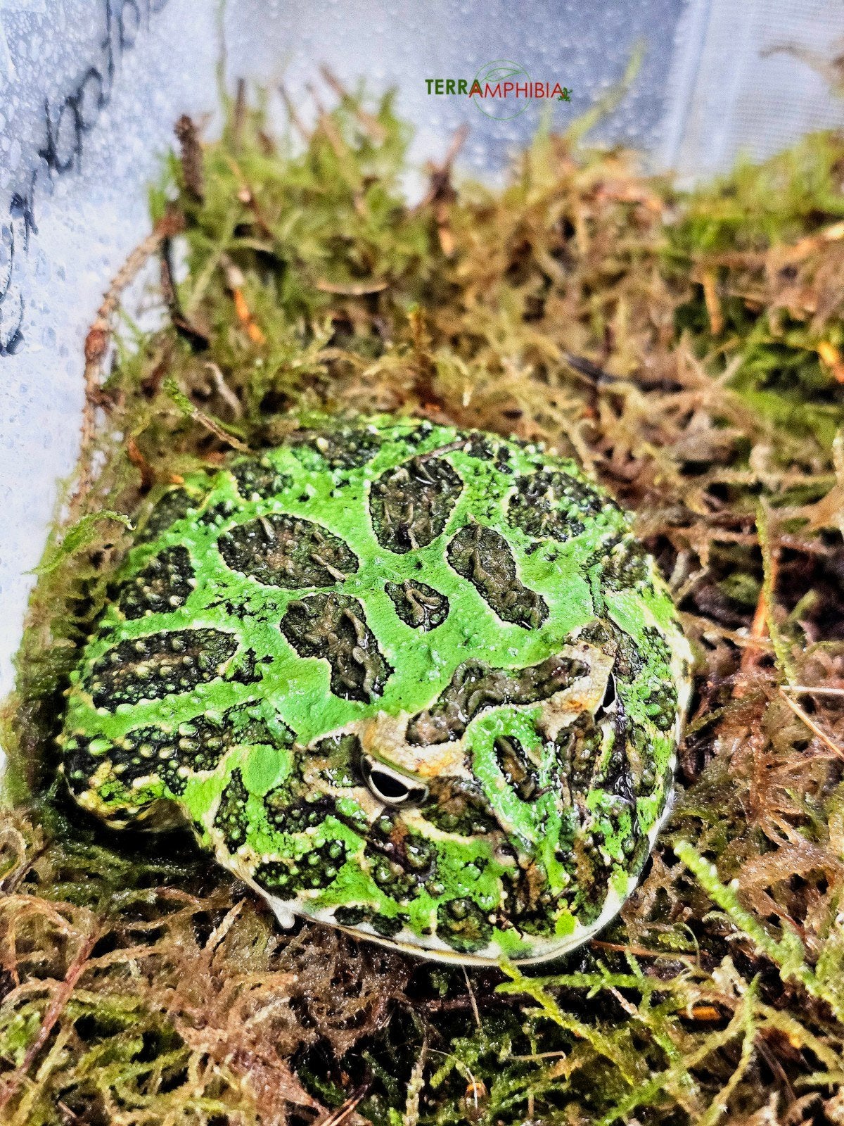 Ceratophrys ornata Frog - unknown for sale from Terra-amphibia