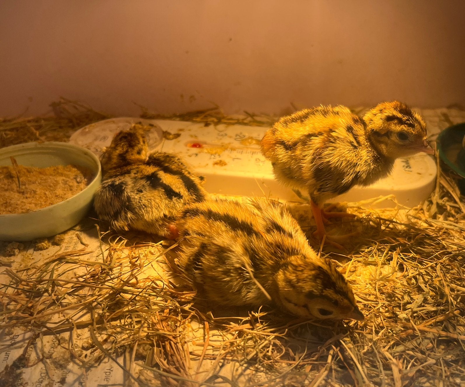 Jonge bosfazanten, Dieren en Toebehoren, Pluimvee, Geslacht onbekend, Kip