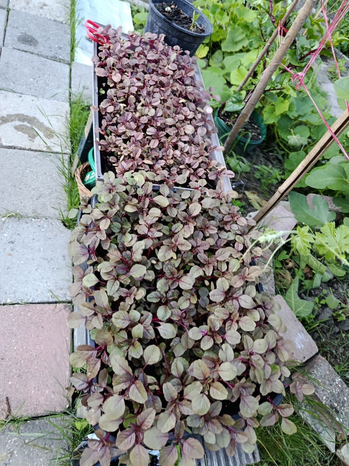 Asian groente lal shak/ rood spinazie/ Suriname Shak., Tuin en Terras, Ophalen of Verzenden, Eenjarig, Groenteplanten, Volle zon