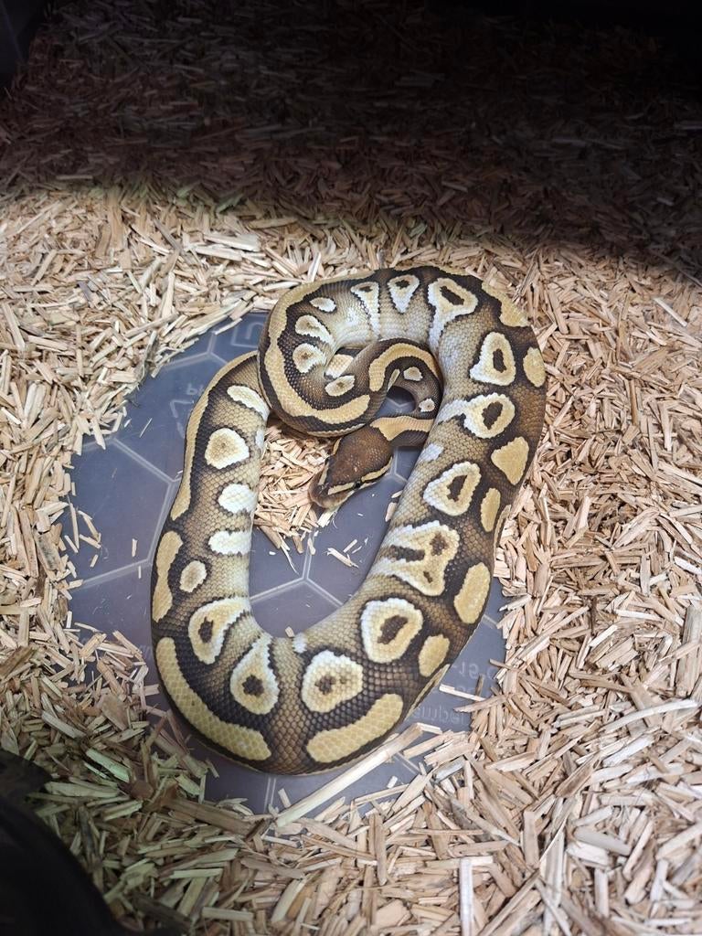 0.1 Pastel mojave nakweek 24. Ball Python - female for sale from mommyof2