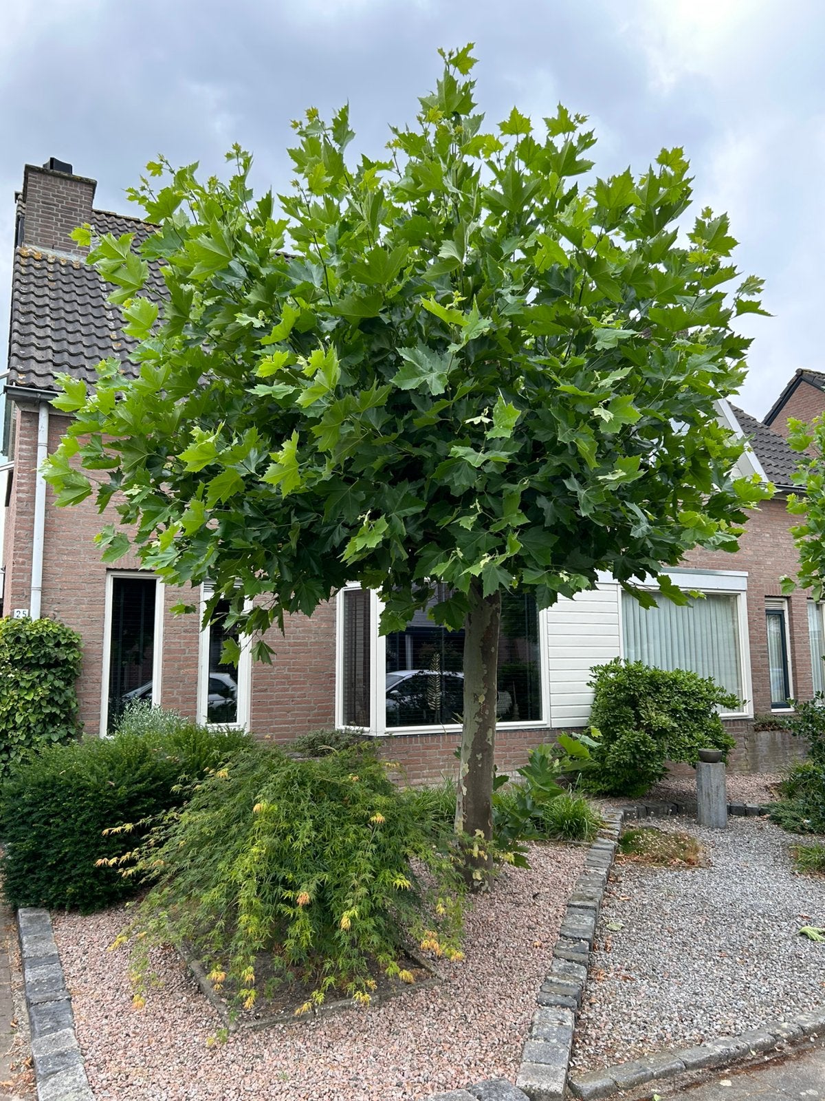 Plataan te koop !, Ophalen, Volle zon, Overige soorten, Minder dan 100 cm