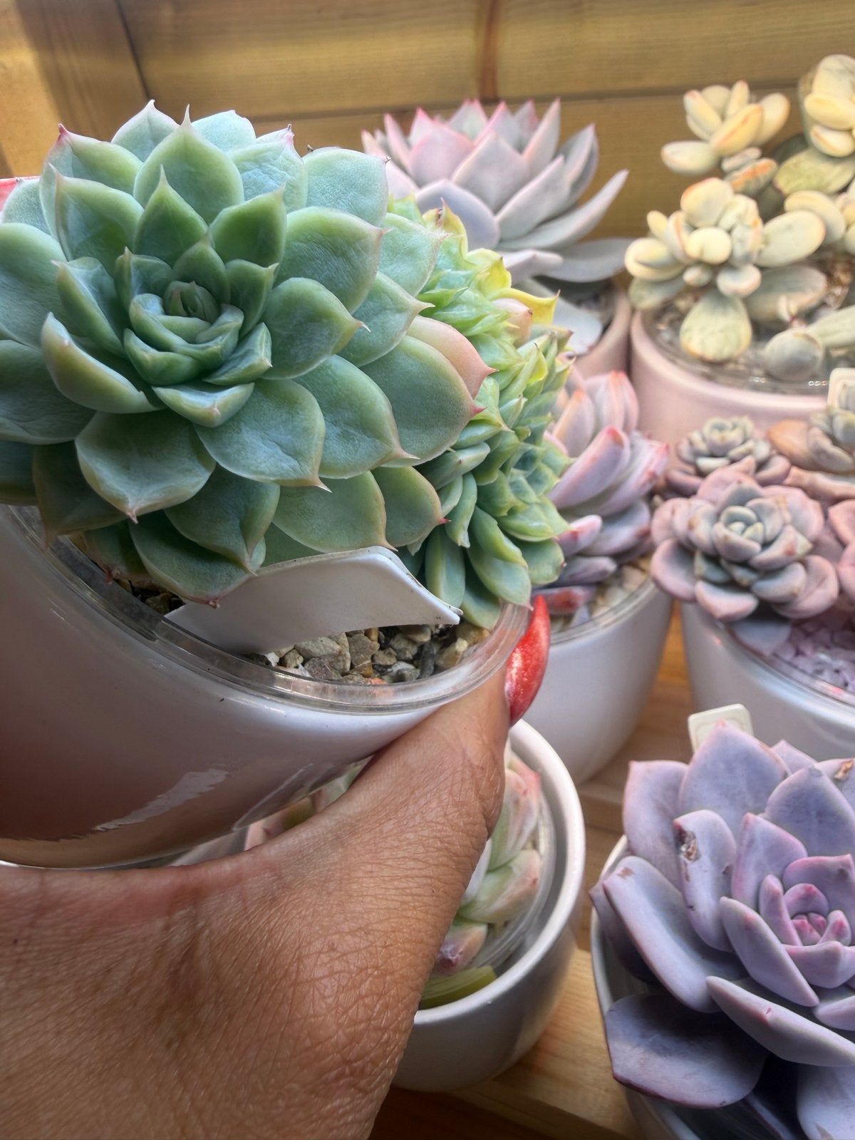 Echeveria Hybrid 11cm - Prachtige Succulent, Overige soorten, Volle zon, Vaste plant, Verzenden