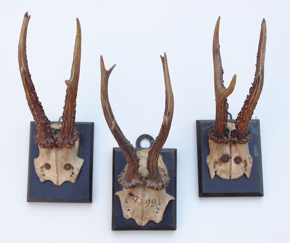 3 x antiek REE GEWEI op zwart houten schild - 1899, Verzamelen, Ophalen of Verzenden, Gebruikt, Hert, Gewei of Kop