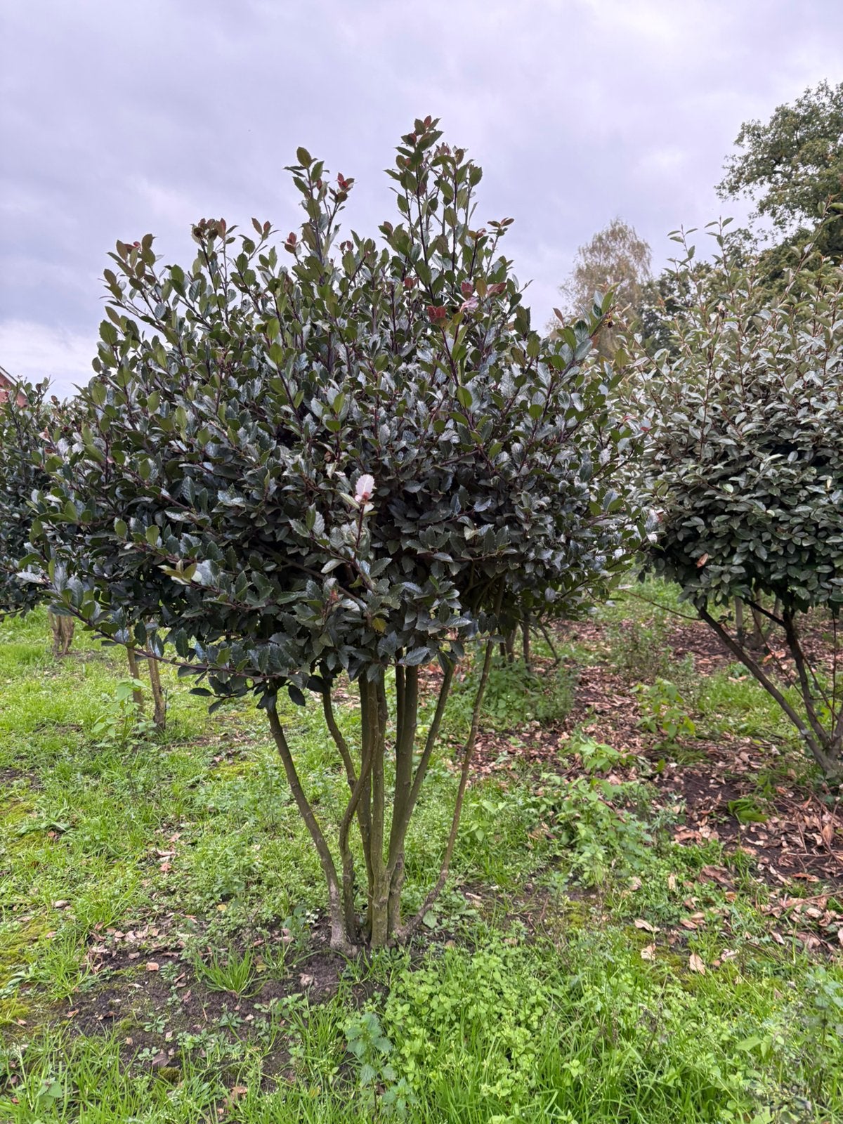 Meestammige ilex meservae hulst, Bloeit niet, Halfschaduw, Minder dan 100 cm, Overige soorten