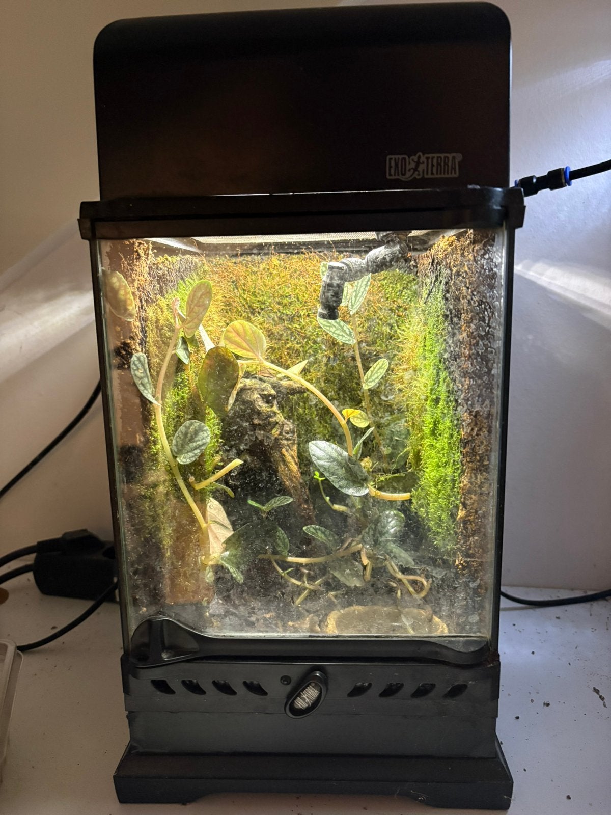 Exo terra terrarium, Dieren en Toebehoren, Ophalen, Gebruikt