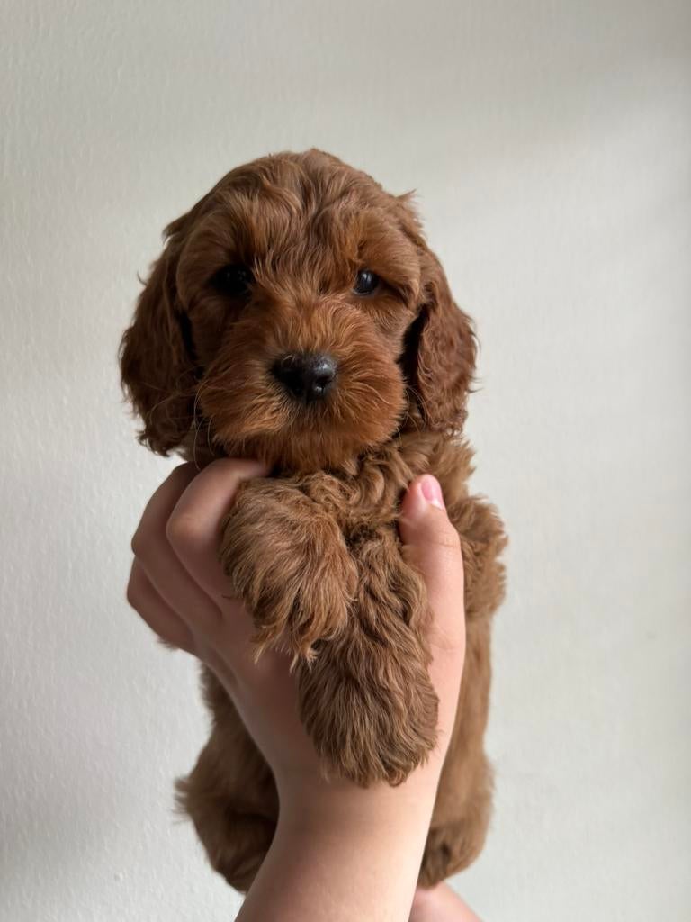 Mini Australien labradoodle puppy’s, 8 tot 15 weken, Parvo, Meerdere, Meerdere dieren