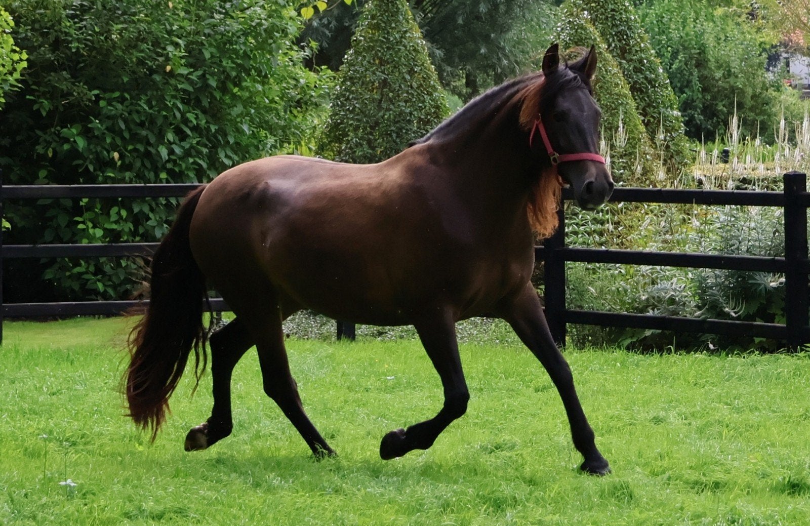 Prachtige PRE merrie, Dieren en Toebehoren, Merrie, B, Recreatiepaard, 7 tot 10 jaar