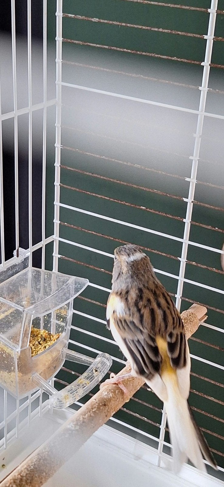 kanaries, Meerdere dieren, Kleurkanarie