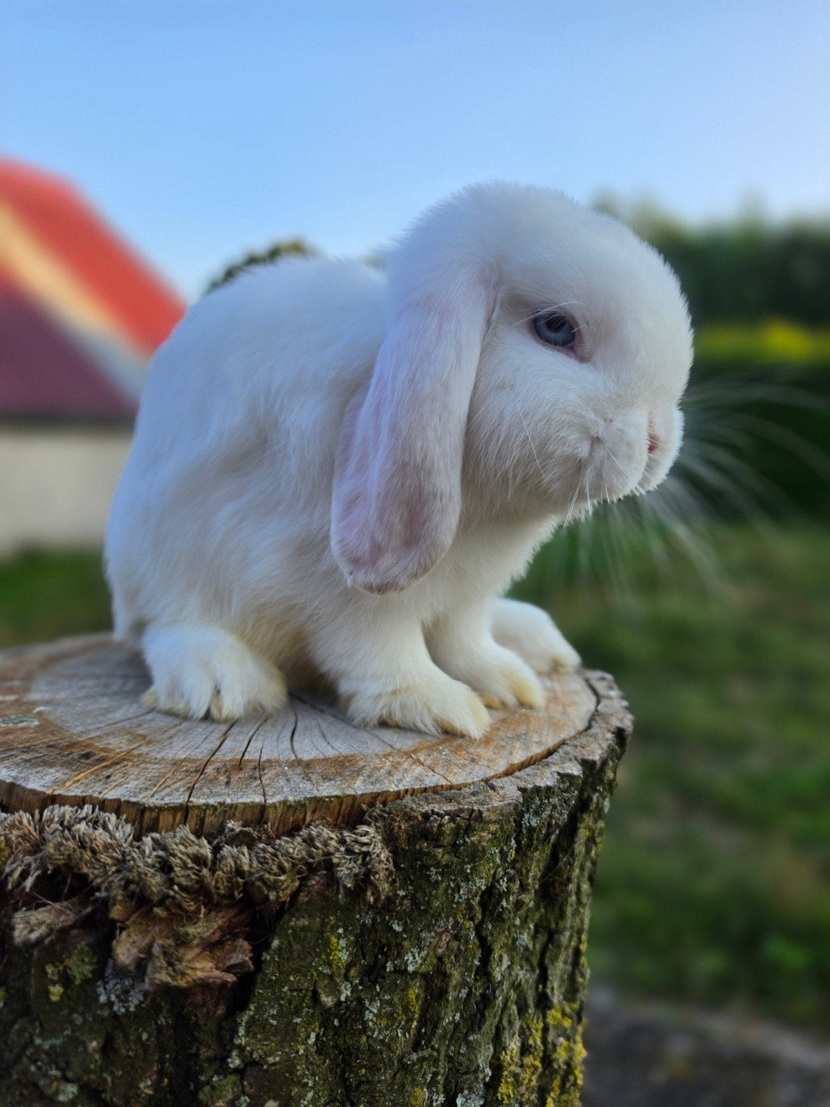 Prachtig gecastreerd minilop konijntje, Dieren en Toebehoren, Mannelijk, Dwerg, Hangoor, 0 tot 2 jaar