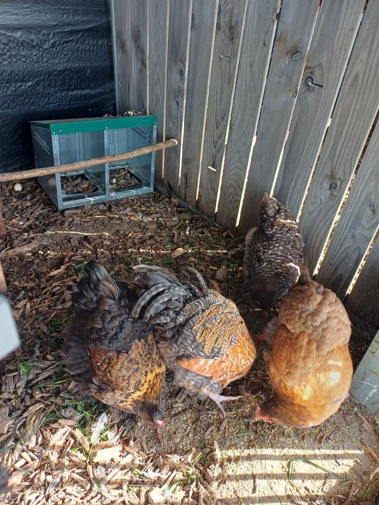 Koppel orpingtons te koop, Dieren en Toebehoren, Pluimvee, Meerdere dieren, Kip