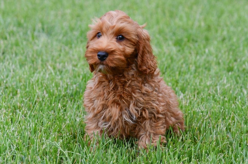 Cockapoo pups te koop, Dieren en Toebehoren, Honden | Retrievers, Spaniëls en Waterhonden, Meerdere dieren, Overige rassen, Fokker | Professioneel