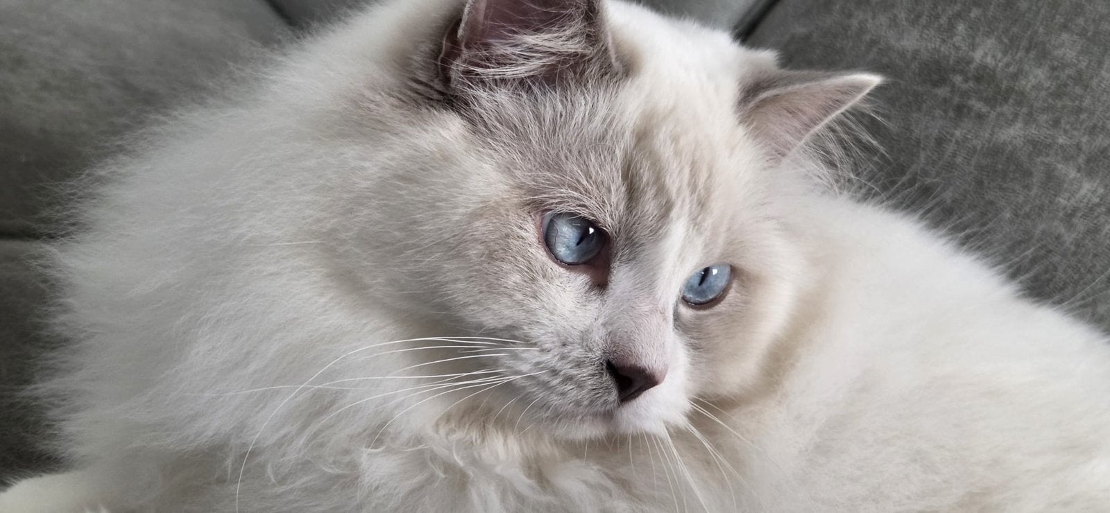 Ragdoll katers (broertjes Thor en Onyx), Kater, Gechipt, 0 tot 2 jaar