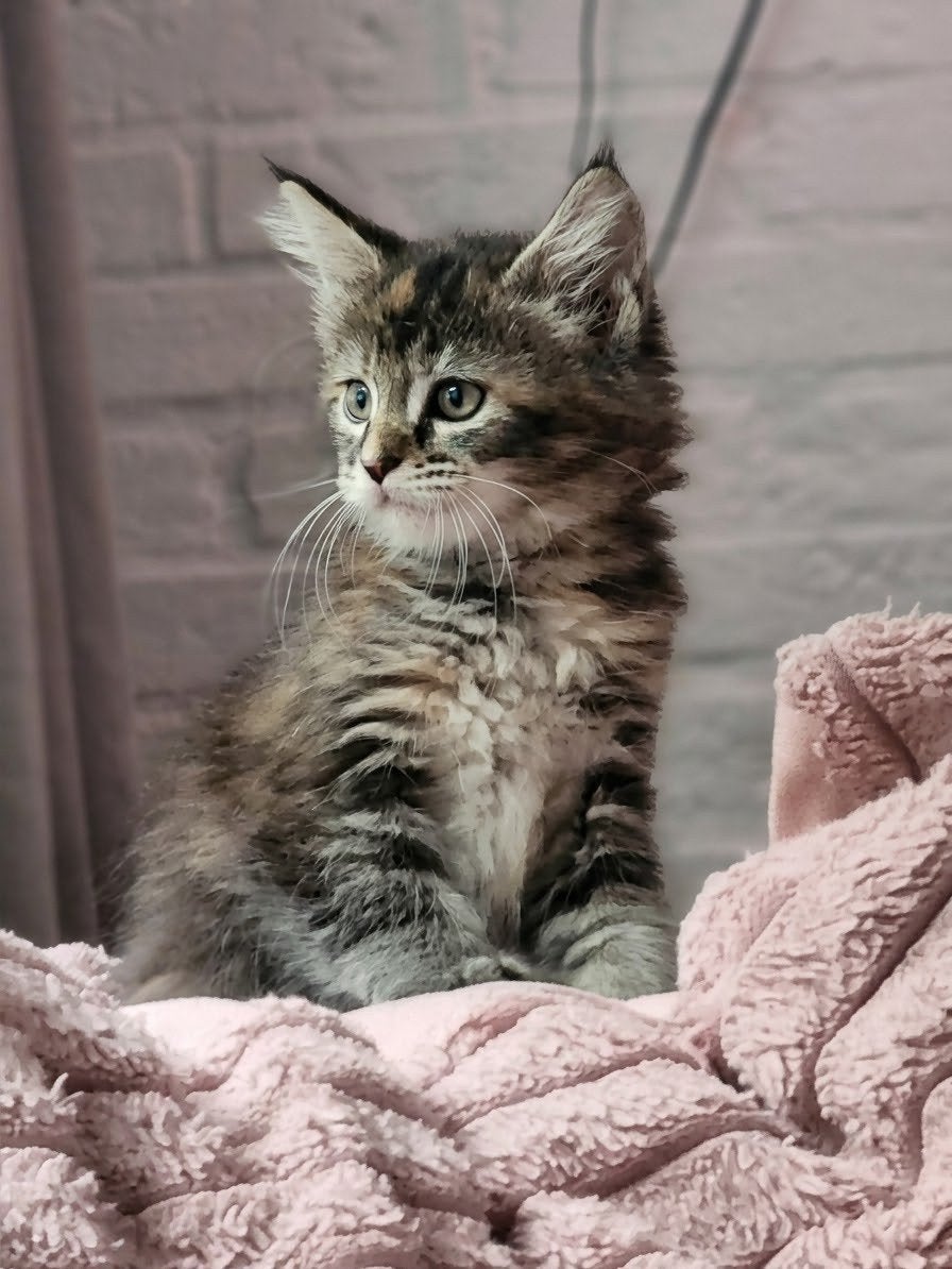 Prachtige XXL Maine Coon kittens met stamboom – fokrechten, Meerdere dieren, Met stamboom, 0 tot 2 jaar