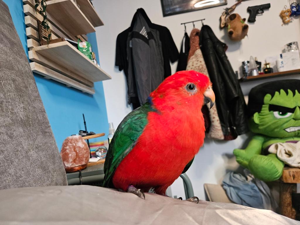 Koningsparkiet (Australische), Mannelijk, Parkiet