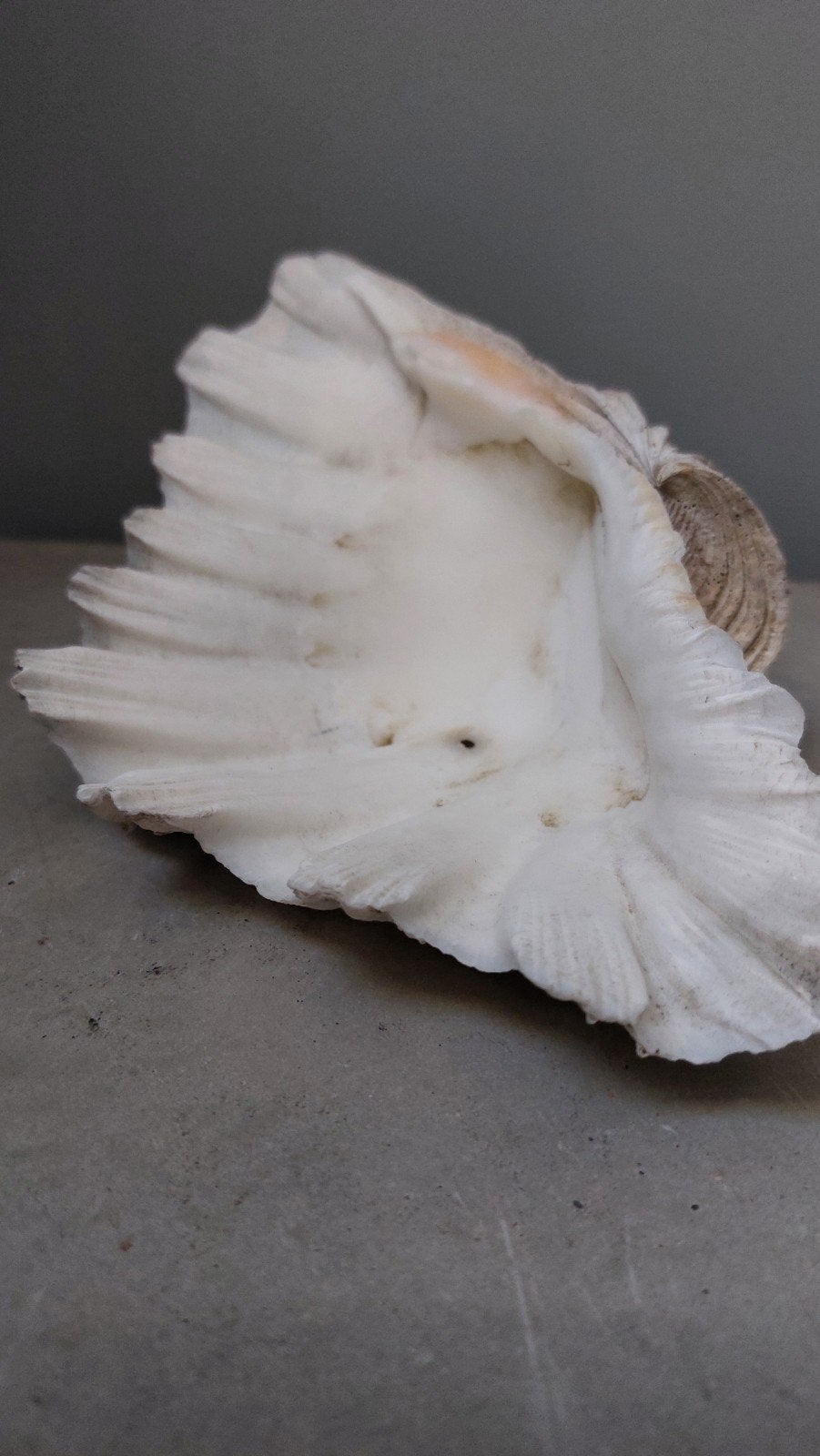 te koop doopvoortschelp 21,5 cm, Verzamelen, Mineralen en Fossielen, Ophalen of Verzenden, Schelp(en)