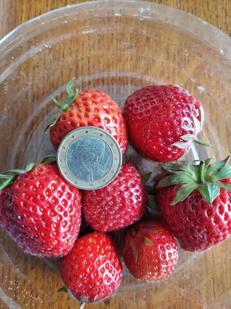 Goed gewortelde aardbeienplantjes voor grote zoete aardbeien, Volle zon, Vaste plant, Ophalen of Verzenden, Fruitplanten