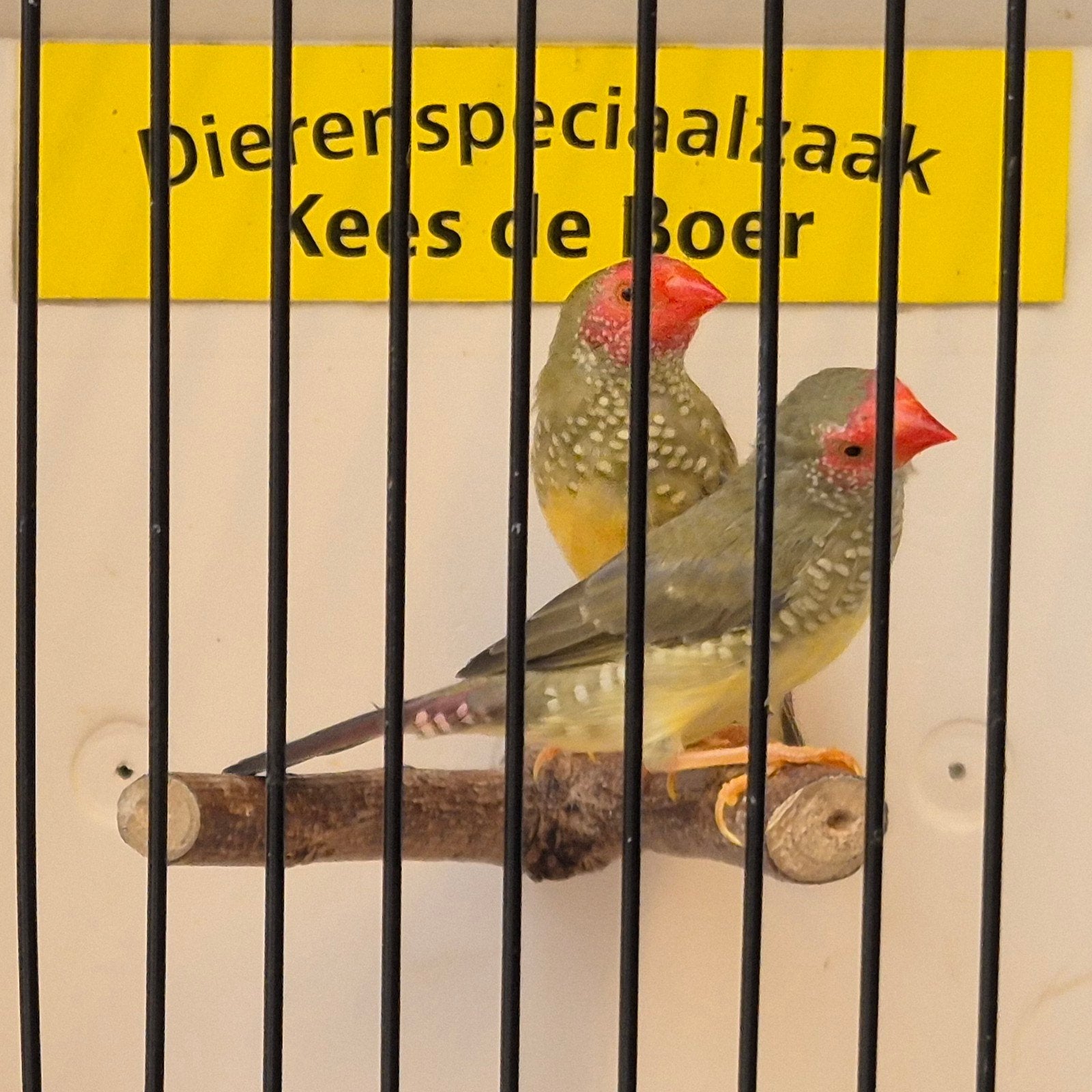 koppel binsen astrilde, Dieren en Toebehoren