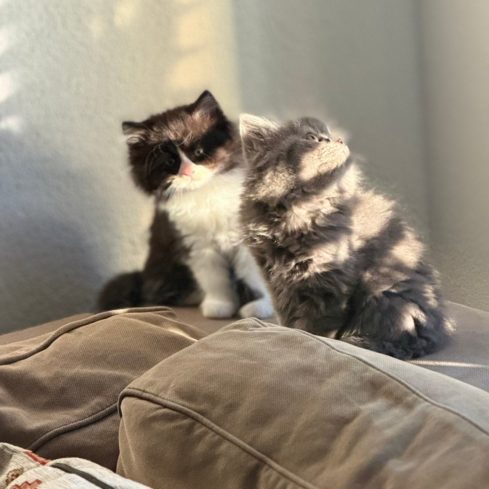 Britse korthaar kittens, Dieren en Toebehoren, Katten en Kittens | Overige Katten, Poes