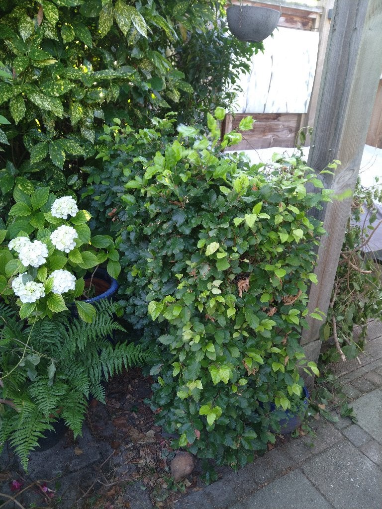 Gratis stukje Haagbeuk, Tuin en Terras, Ophalen, Beukenhaag, Haag, 100 tot 250 cm