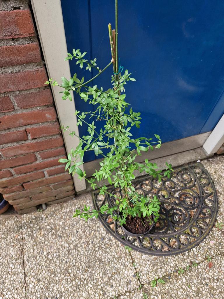 winterjasmijn winter jasmijn, Ophalen, Vaste plant, Halfschaduw, Winter