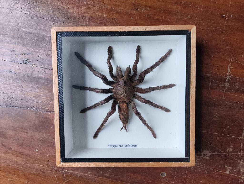 Eurypelma spinicrus in lijst, Verzamelen, Ophalen of Verzenden, Nieuw, Insect, Opgezet dier