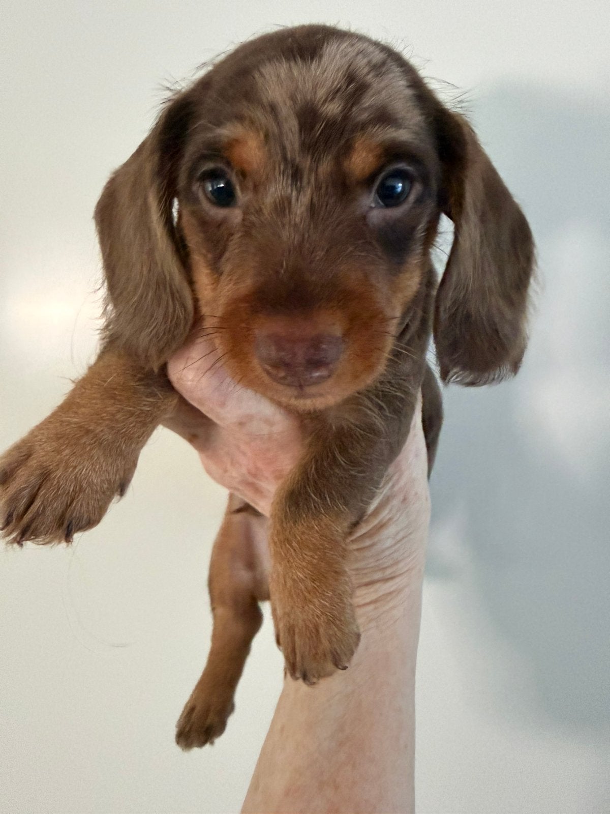 Ruwharige teckel choco tijger/dapple reutje, Kaninchen, Reu, 8 tot 15 weken, Eén hond