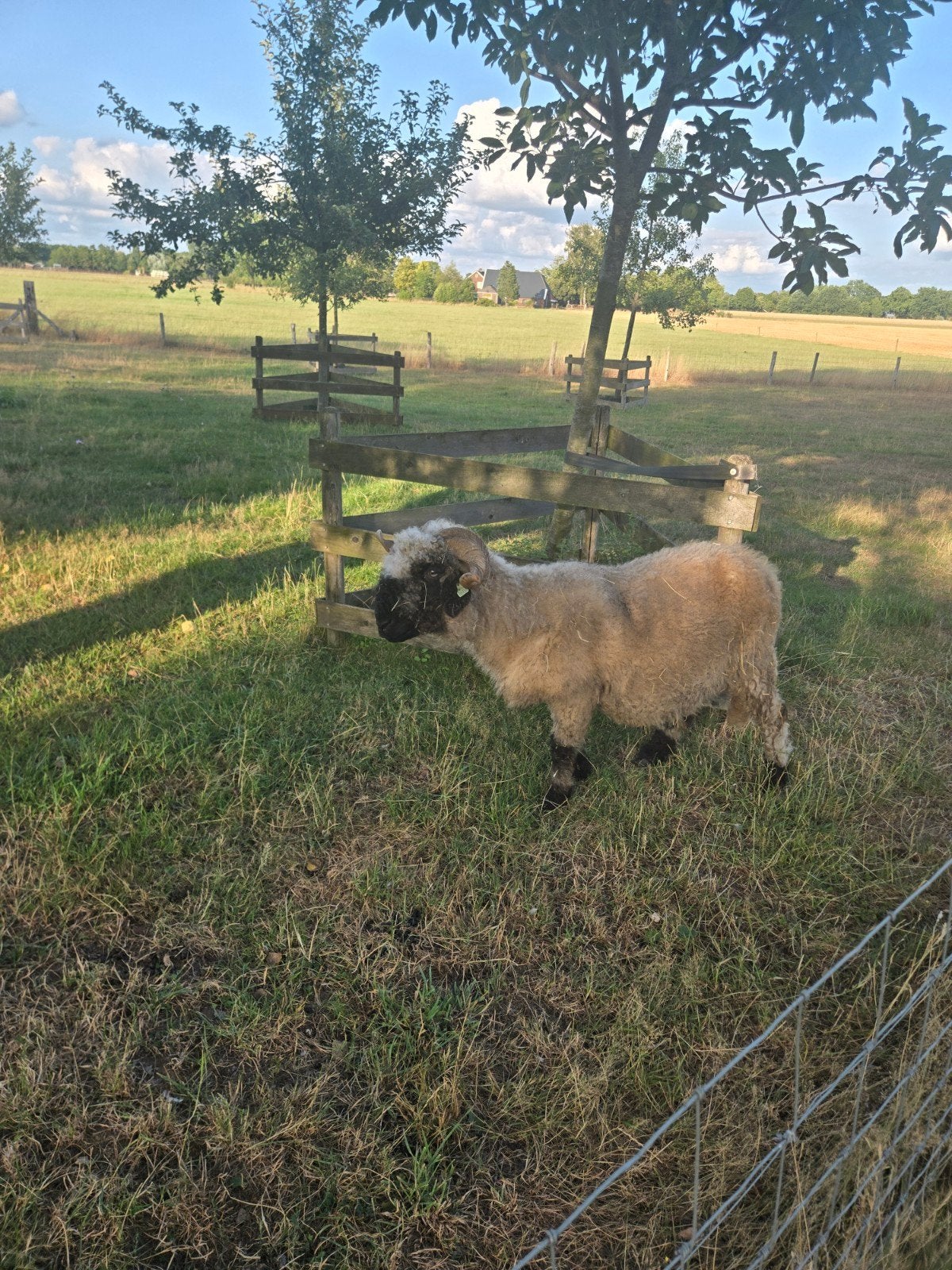 walliser schwarznase ooi, Dieren en Toebehoren, Vrouwelijk, Schaap