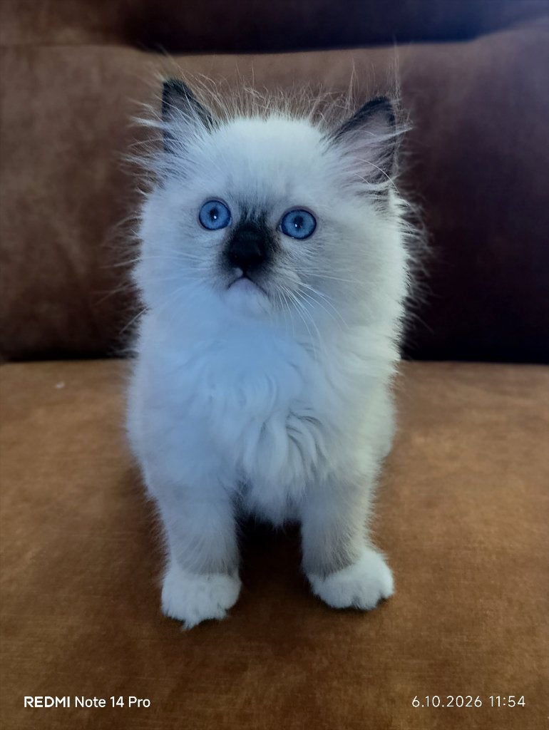 Ragdoll poesje, Dieren en Toebehoren, Meerdere dieren, Gechipt, 0 tot 2 jaar