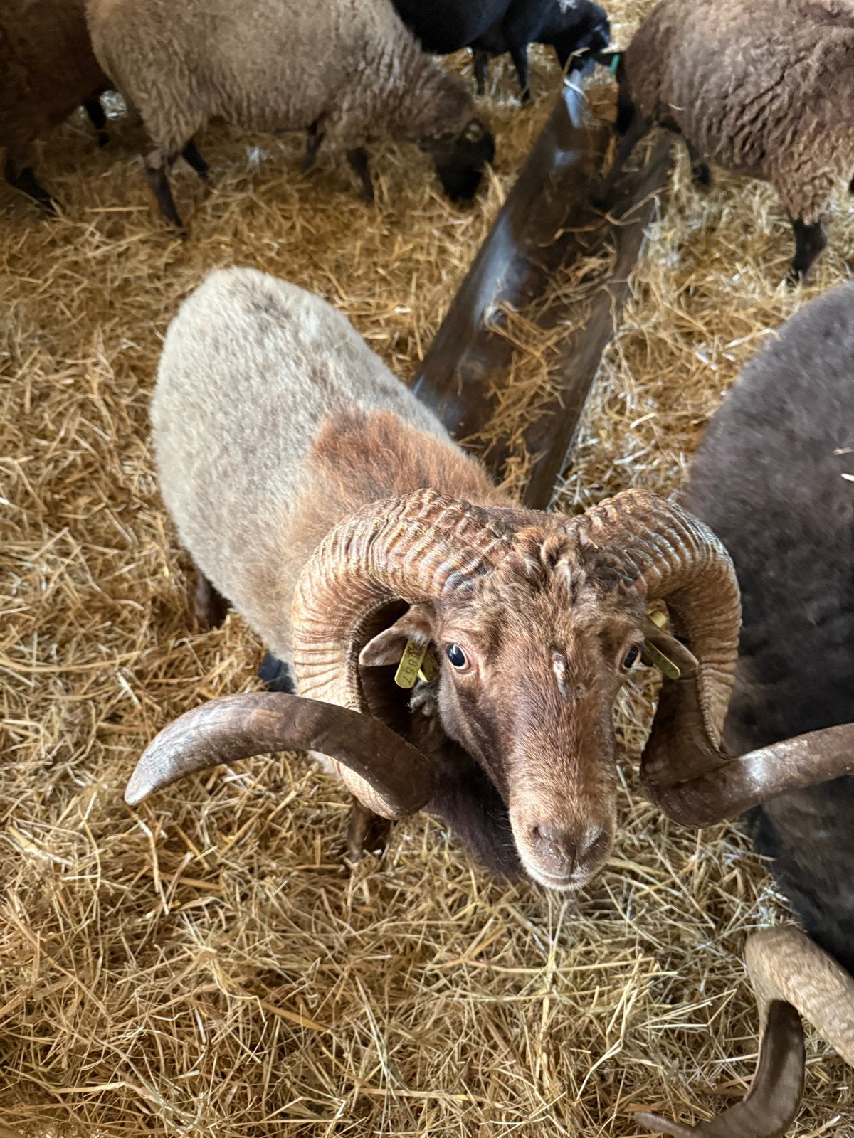 Ouessant ram – 4 jaar Bruinschimmel, Dieren en Toebehoren, Mannelijk, Schaap, 3 tot 5 jaar
