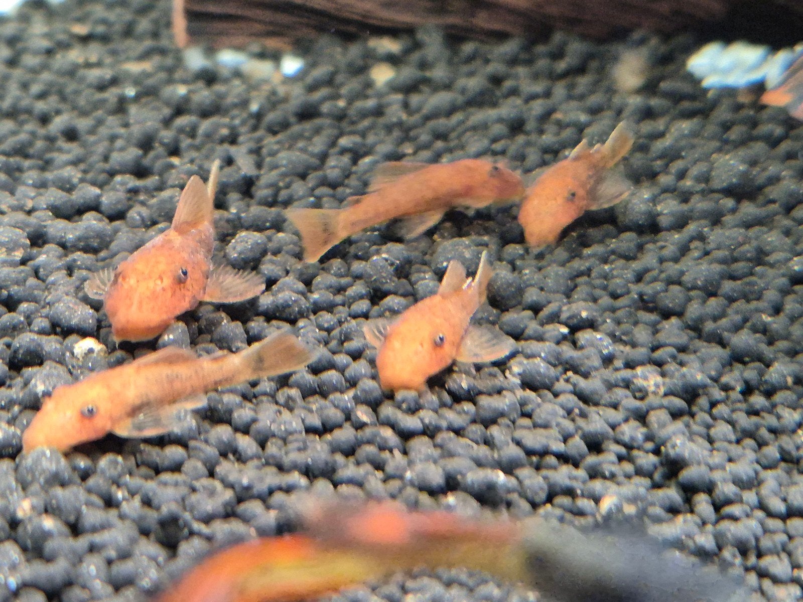 rode ancistrus. L nummer, Vis, Zoetwatervis