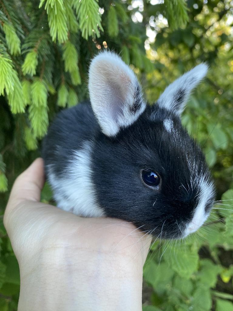 Mooi en lief duo konijnen, Dieren en Toebehoren, Konijnen, Meerdere dieren, Dwerg, 0 tot 2 jaar