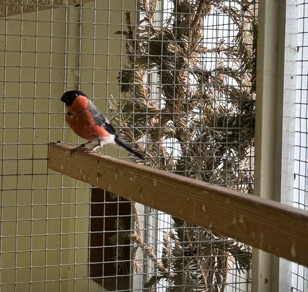 Koppel europese goudvinken, Meerdere dieren, Wildzangvogel, Geringd