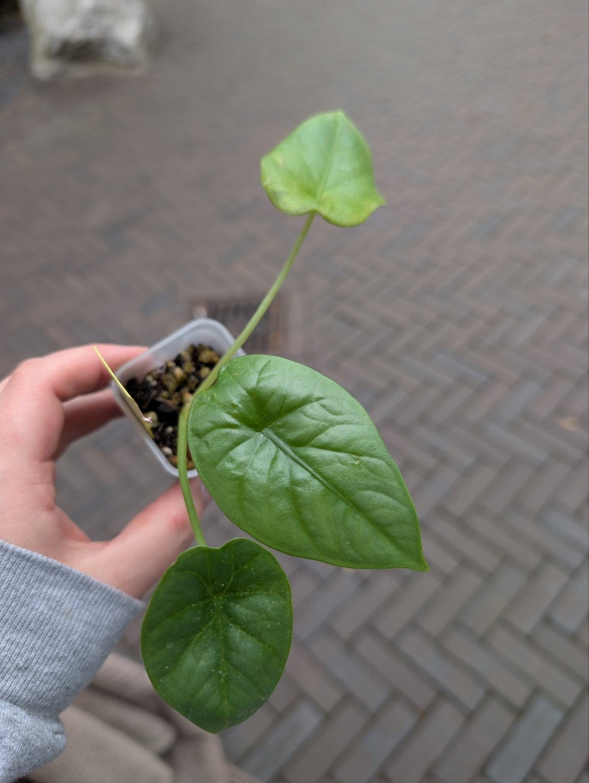 Alocasia Lukiwan Plantje #42, Ophalen of Verzenden, Halfschaduw, Minder dan 100 cm
