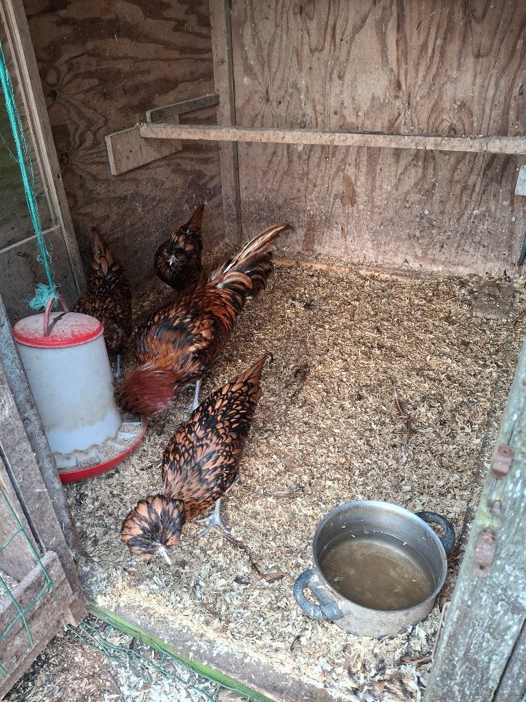 Baardkuifhoen, Dieren en Toebehoren, Meerdere dieren, Kip