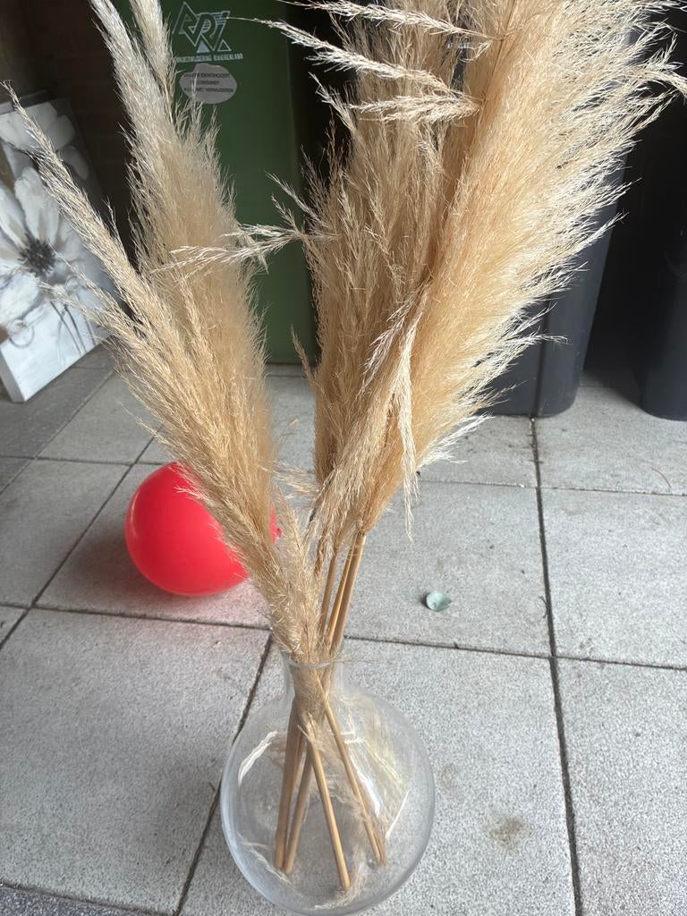 Decoratieve Pampas pluimen in glazen vaas, Ophalen, Binnen, Natuurlijk materiaal, Gebruikt