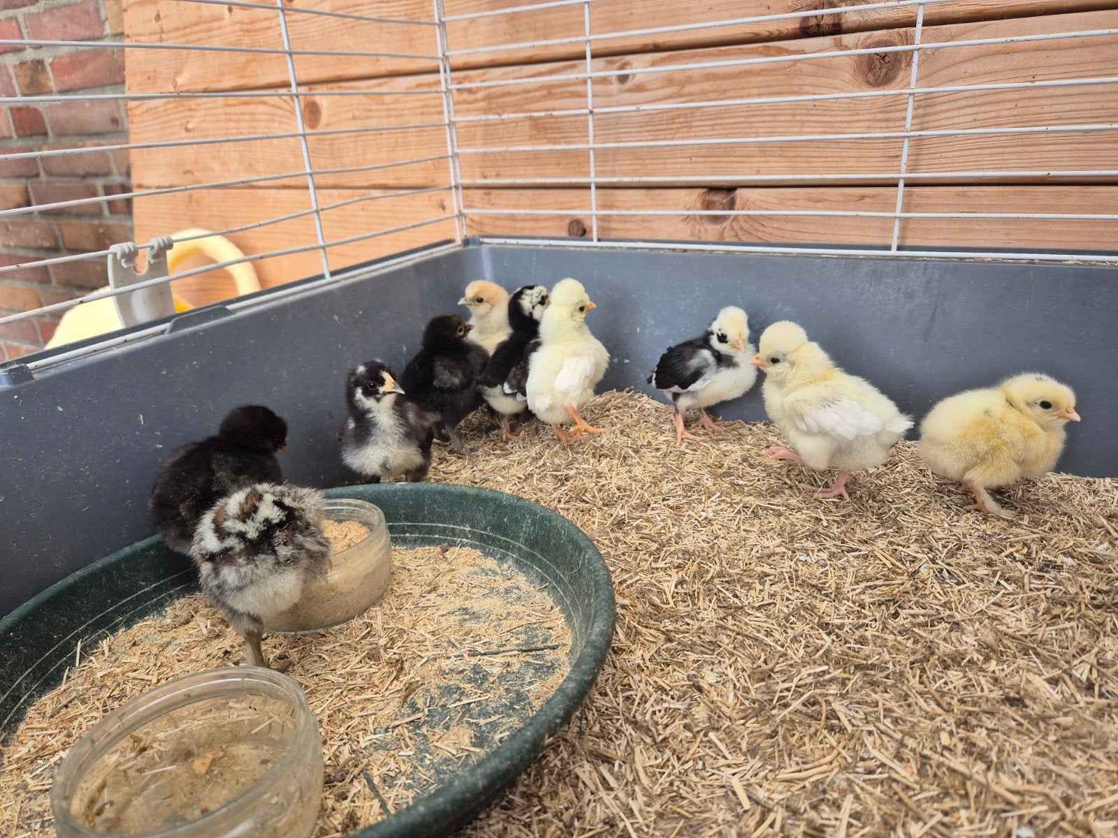 Verschillende kuikens te koop, Meerdere dieren, Kip