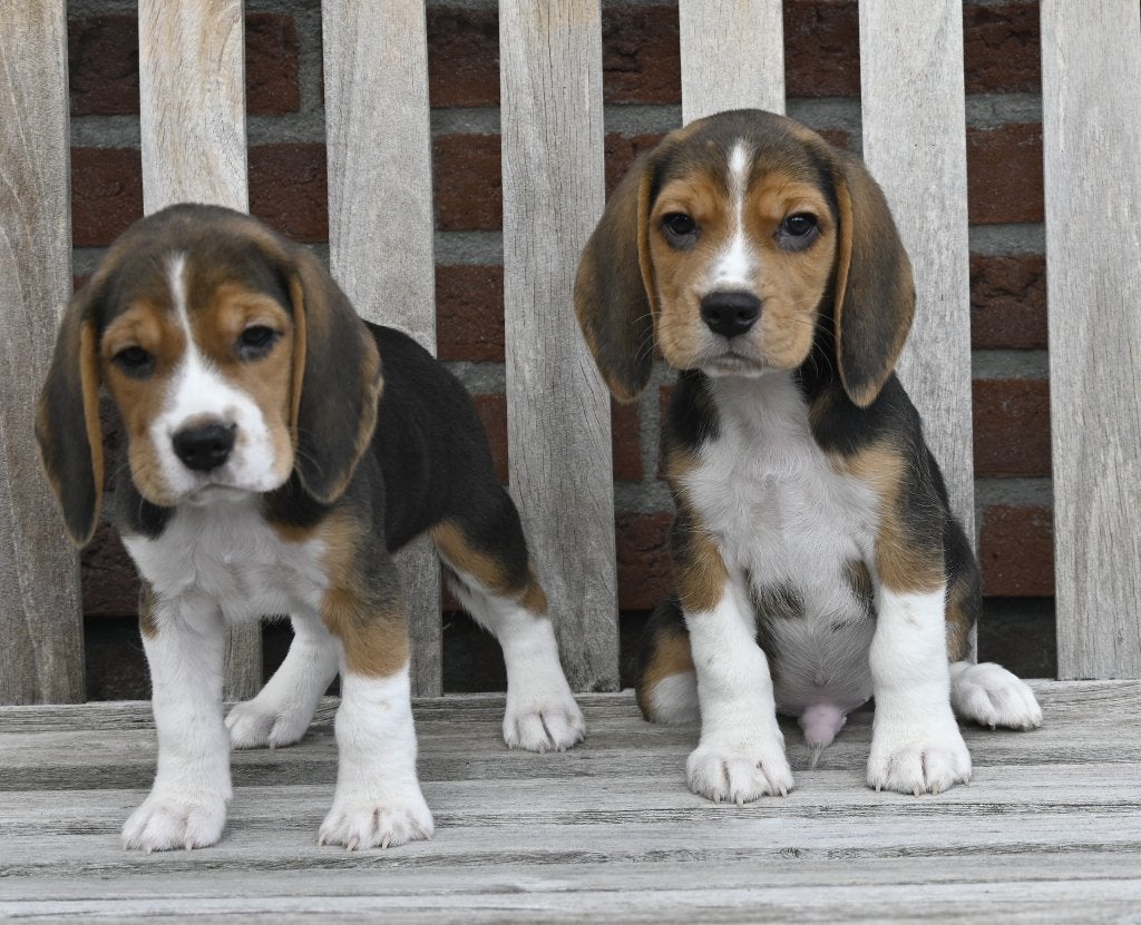 Prachtige Beagle pups met stamboom !, Parvo, Overige rassen, 8 tot 15 weken, Meerdere