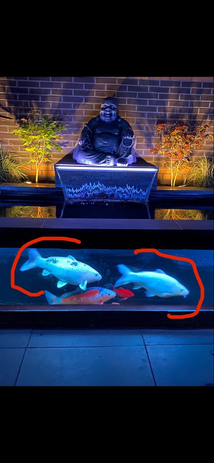2 HANDTAME koi mogen SAMEN weg., Dieren en Toebehoren