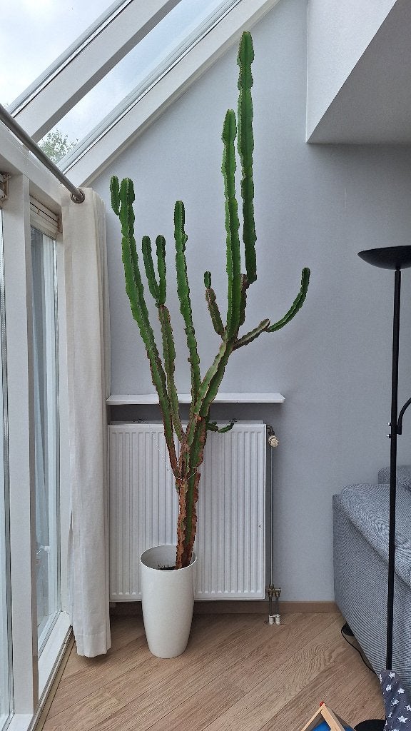Euphorbia, Ophalen, Vetplant, 200 cm of meer, In pot