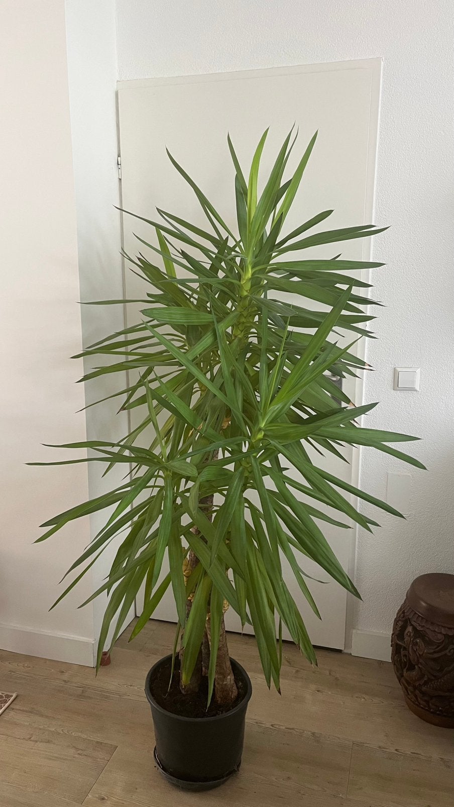 Yucca 2stuks, Ophalen, 100 tot 150 cm, Halfschaduw, Yucca