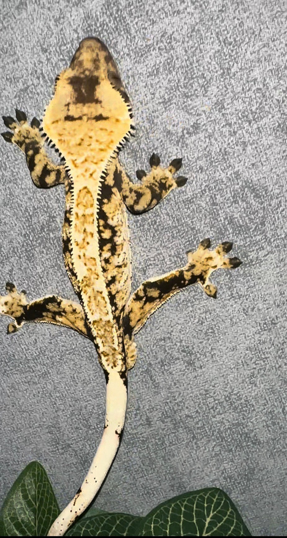 Bewezen wimpergekko man, Hagedis, Tam, 3 tot 6 jaar