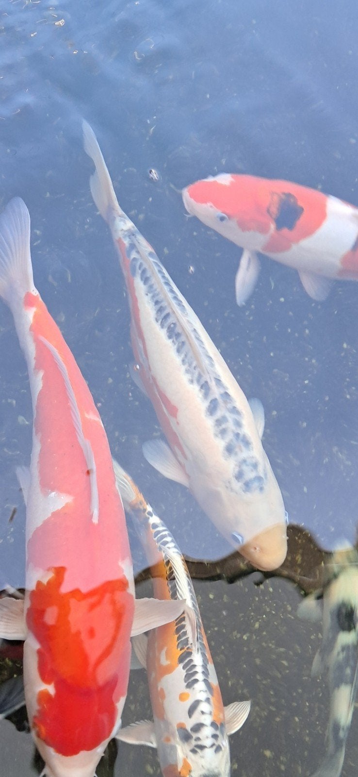 Japanse koi Shusui 50-55 cm, Karper of Koi