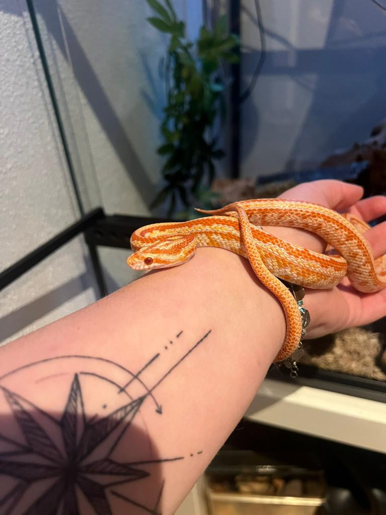 Mooie oranje rattenslang + compleet terrarium te koop Rat Snake - unknown for sale from Colinda en Xander