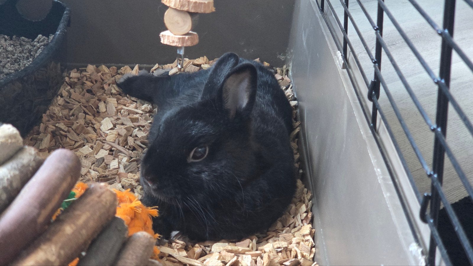 konijn + toebehoren, Dieren en Toebehoren, Februari, Mannelijk, Overige typen, Tam
