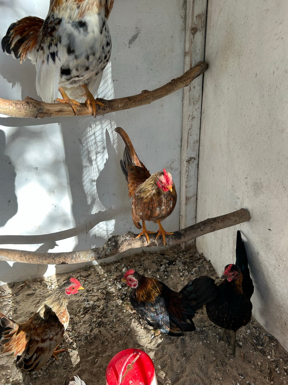 Gratis serama hanen, Dieren en Toebehoren, Pluimvee, Mannelijk, Kip