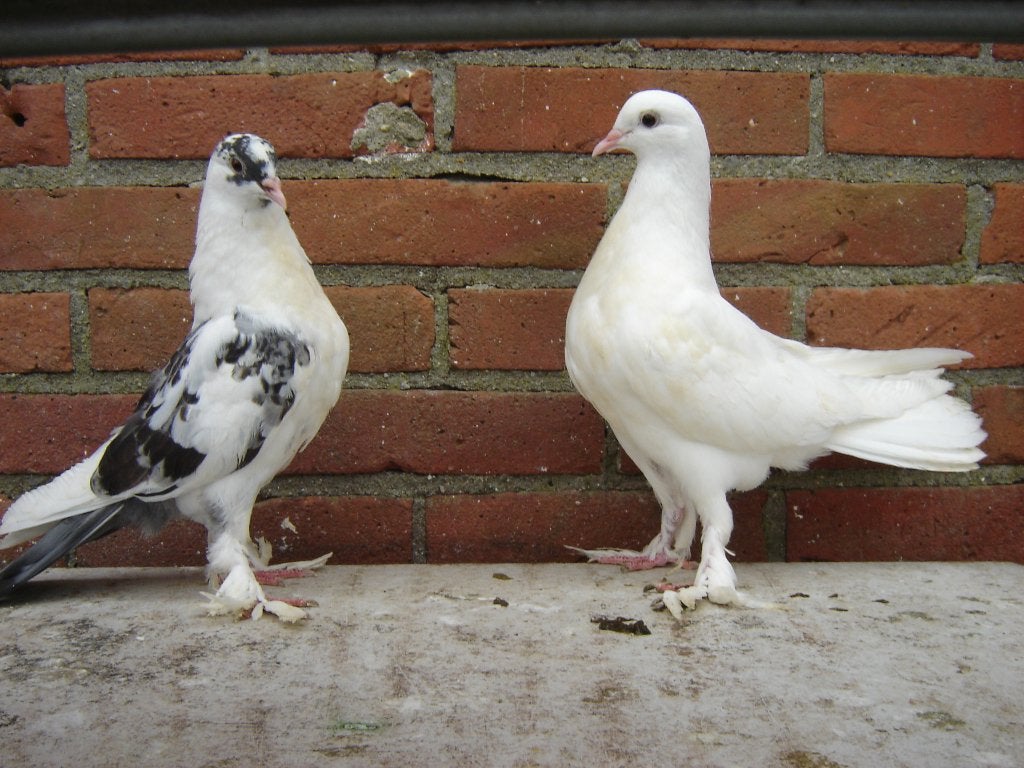 Sierduifjes.., Meerdere dieren, Overige soorten