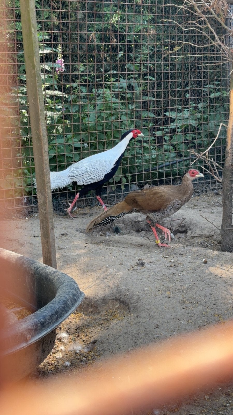 Duo zilverfazanten, Dieren en Toebehoren, Meerdere dieren, Overige soorten